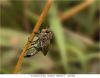 Robberfly laying eggs-1