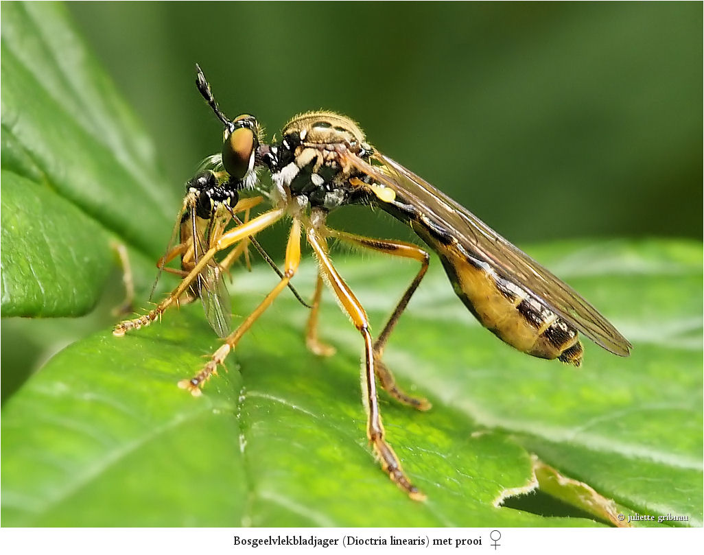 robberfly with prey (2)