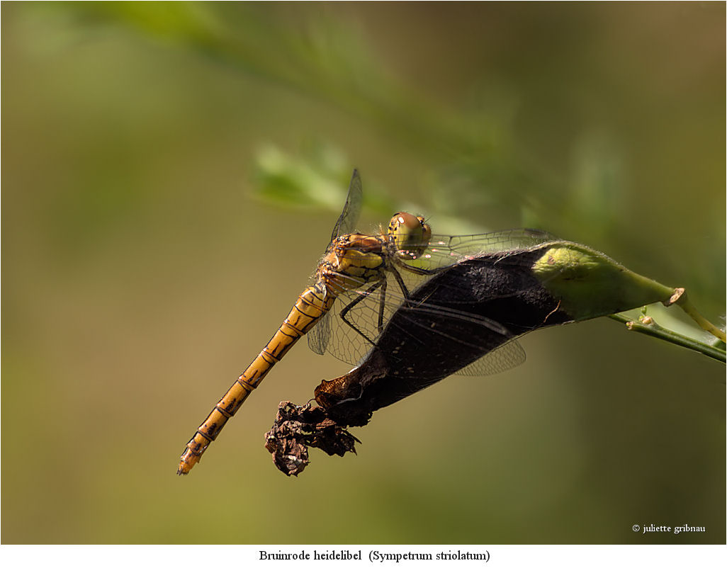 dragonfly