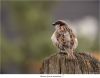 sparrow (musje)