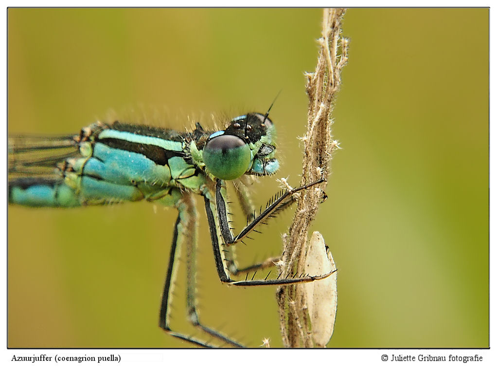 Azuurjuffer (Coenagrion puella)