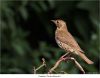 Song Thrush