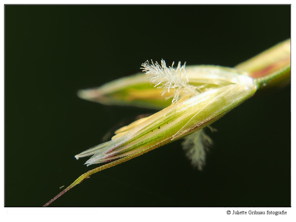 Grass-4