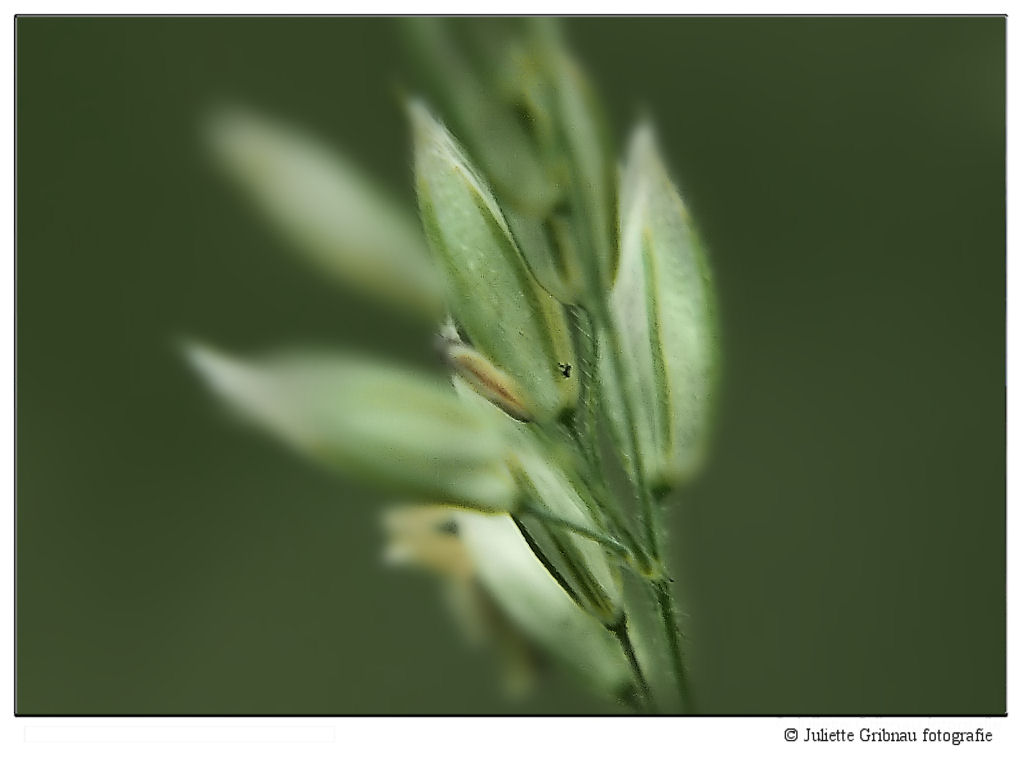Grass