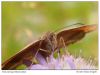 Bruin Zandoogje-Meadow Brown