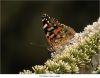 Painted Lady