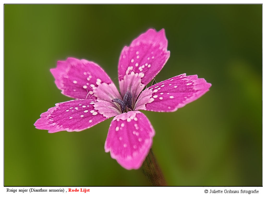 Dianthus armeria