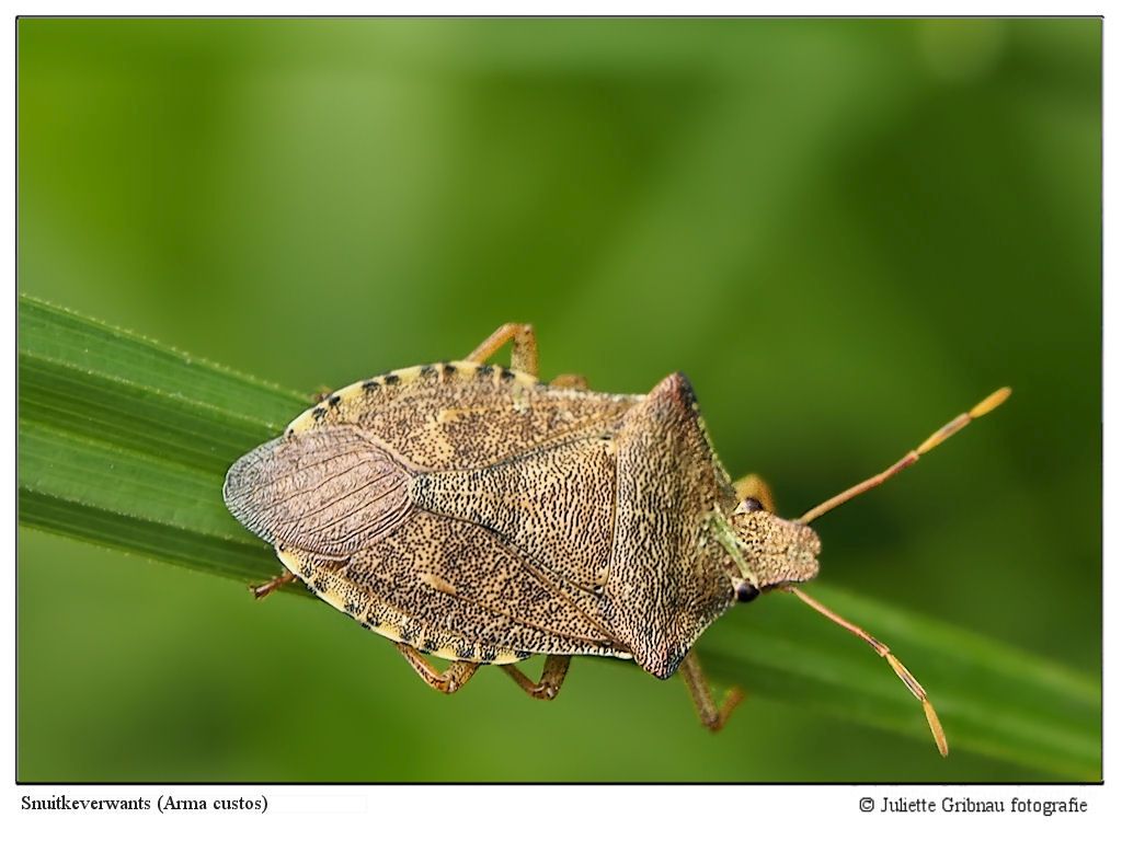 Predator shield-bug