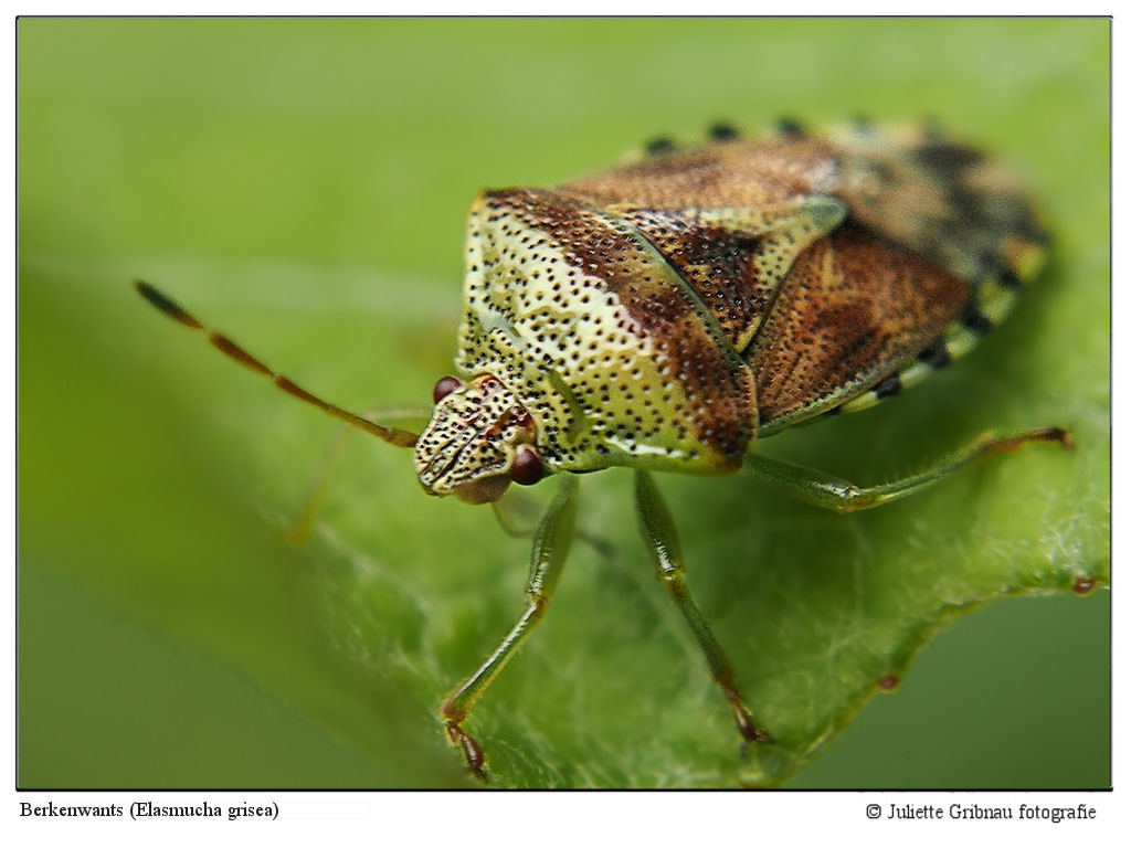 Elasmucha grisea (Shield-bug)