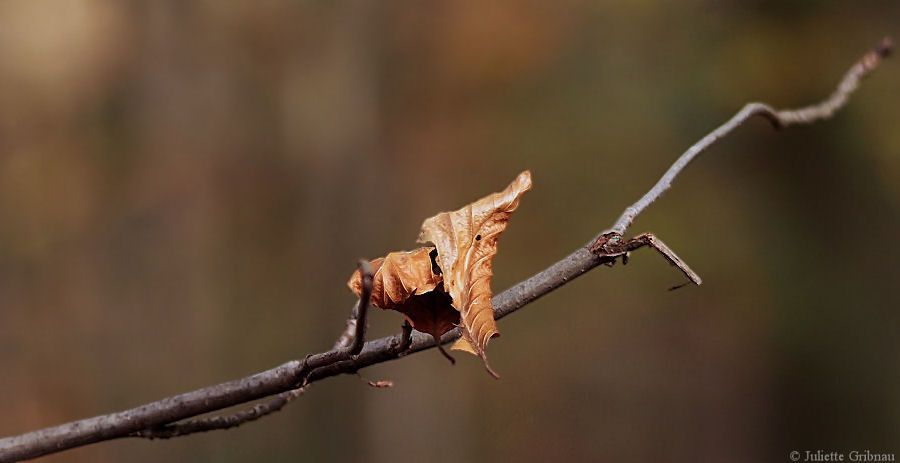 the last leaf