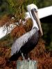 Pelican