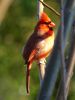 Cardinal by Angelo Gargano