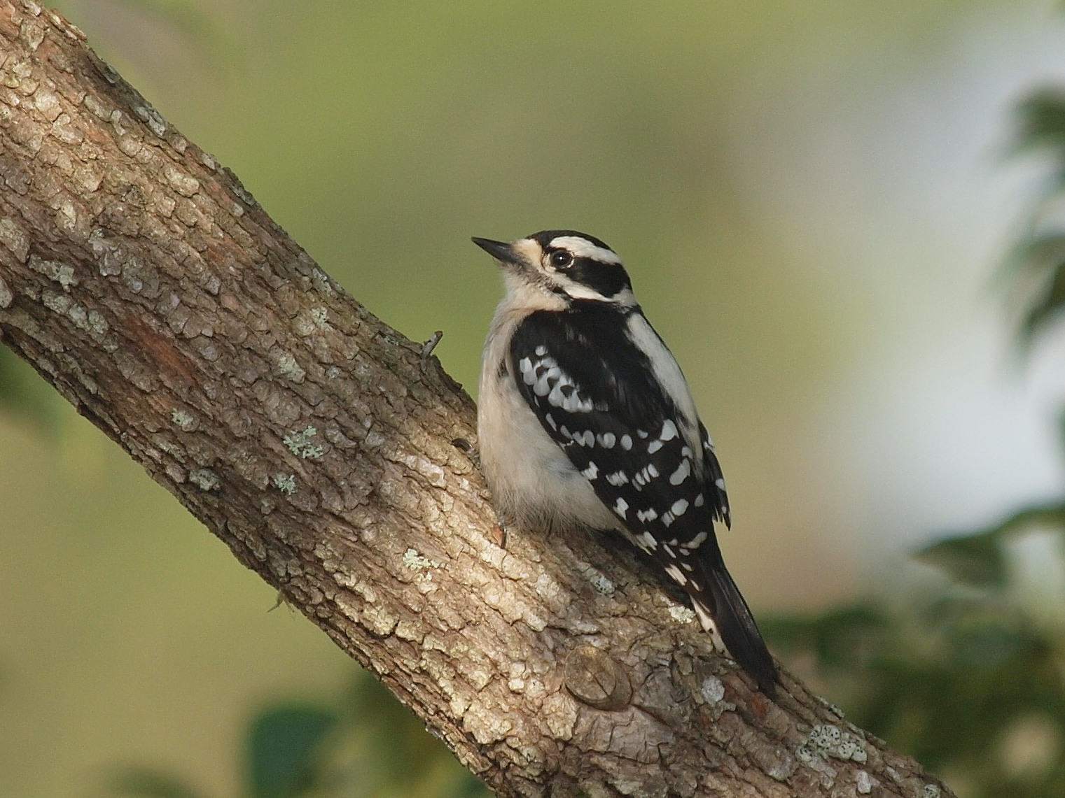 little bird