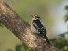 little bird by Angelo Gargano