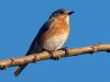 Bird at sunset by Angelo Gargano