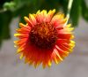 Spring Flower by Angelo Gargano