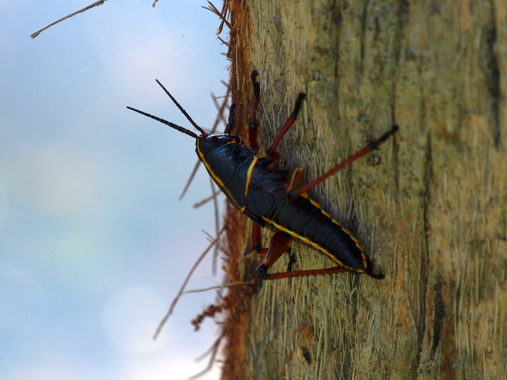 Bugs