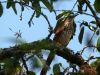 Brown Thrasher by Angelo Gargano