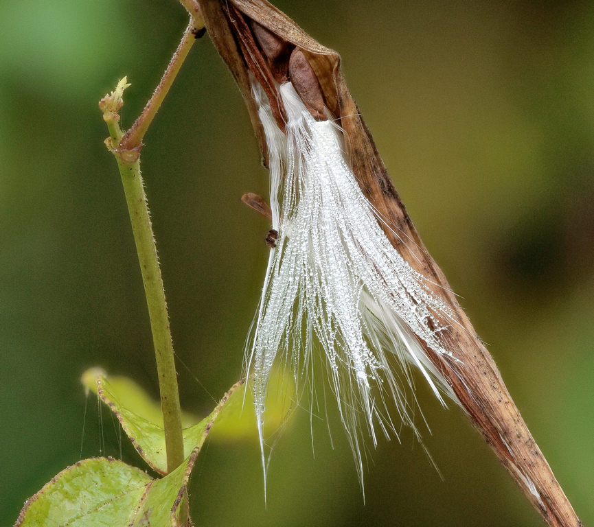 43a Marsh Milkweed pod