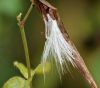 43a Marsh Milkweed pod