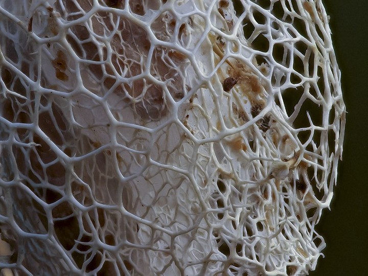 Wild cucumber seed pod