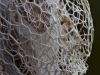 Wild cucumber seed pod by mark helm