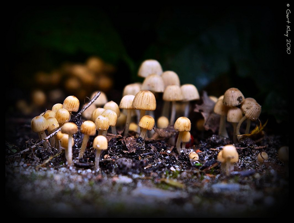 Mini-mushroom family