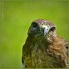 Buzzard/Buizerd (Buteo Buteo)