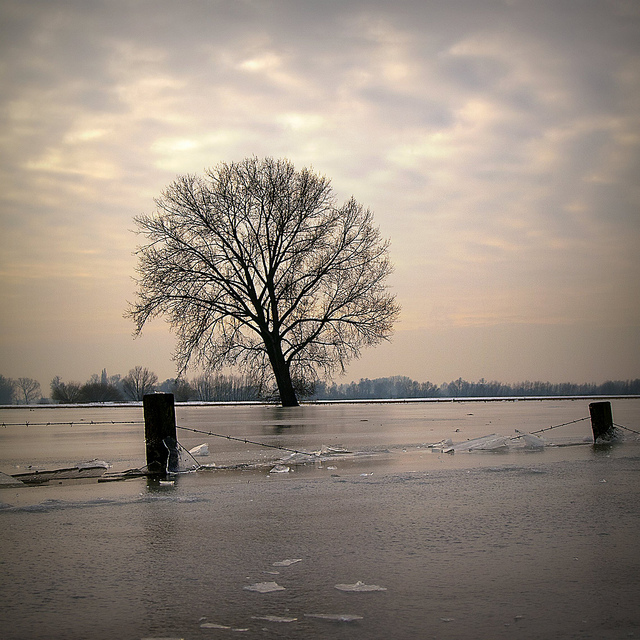 Ice packed..