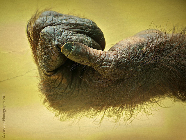 Monkey see, monkey do...