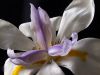 African Lily