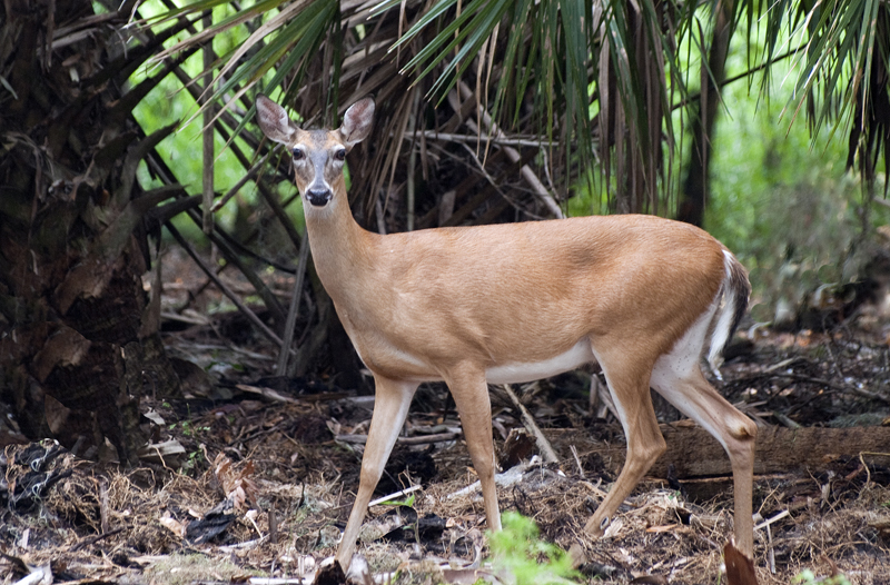 Doe in the forest