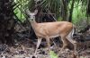 Doe in the forest by Joe Saladino