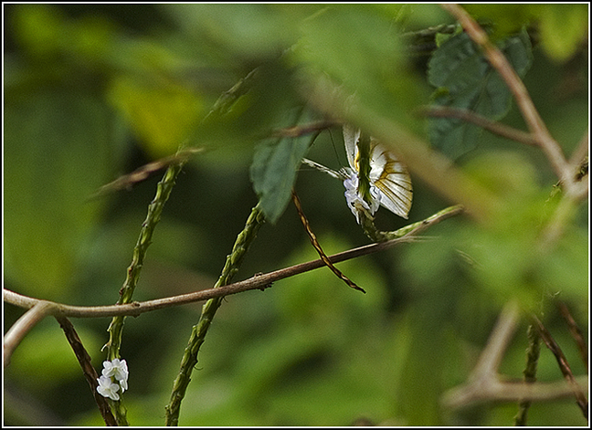 butterfly - single sensor AF E-1 vs crowded foreground