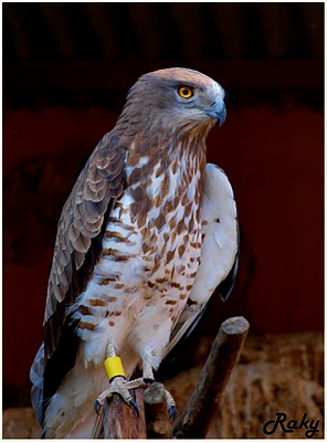 Aguila pescadora