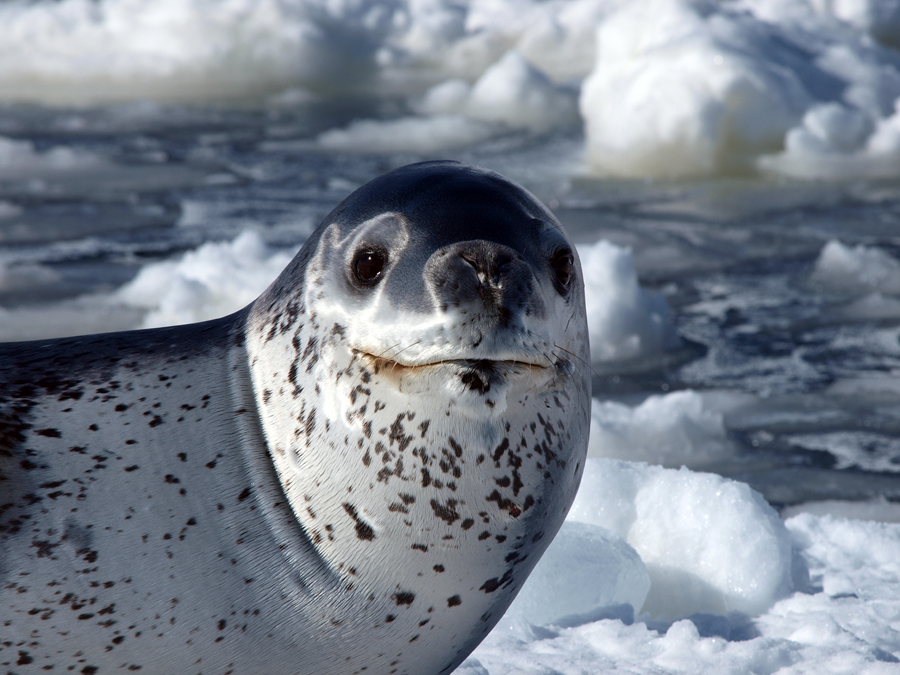 Leopard seal