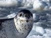 Leopard seal