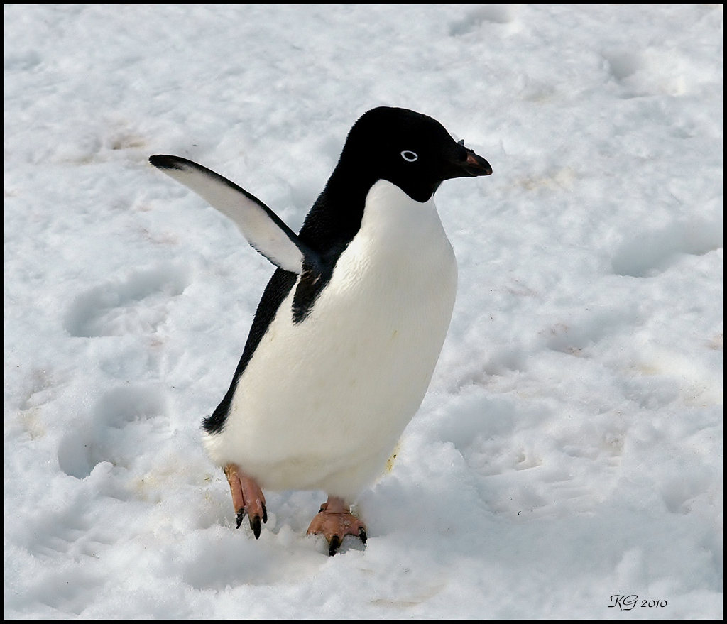Adelie penguin