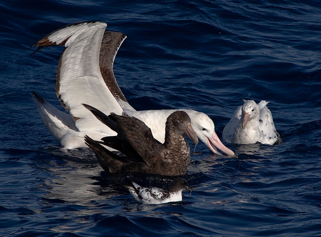 Albatross
