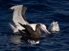 Albatross