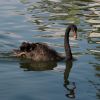 Black Swan by Inge Severinsen