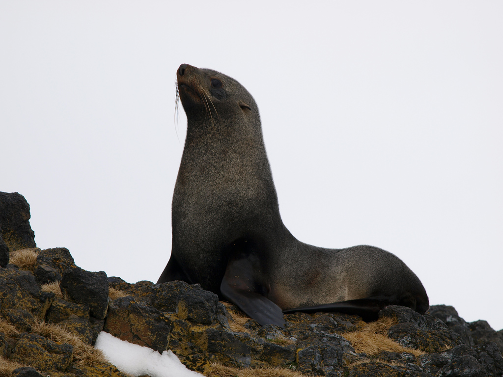 Fur seal