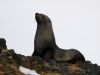 Fur seal