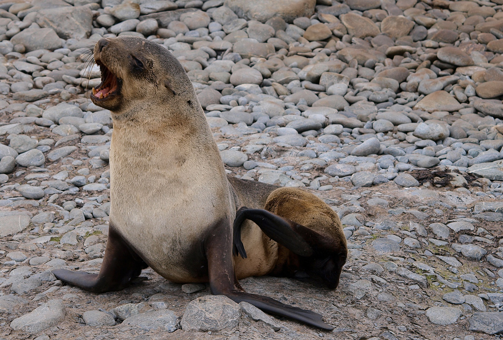 furseal at Orcadas Base Laurie Island