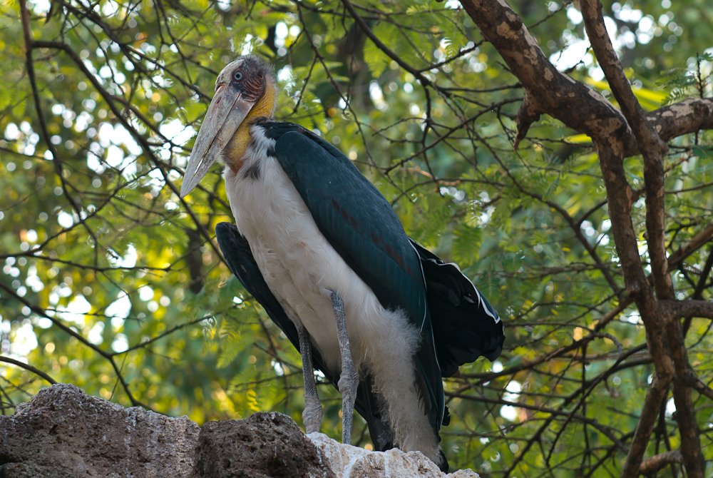 Bird