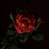 Flower by Inge Severinsen