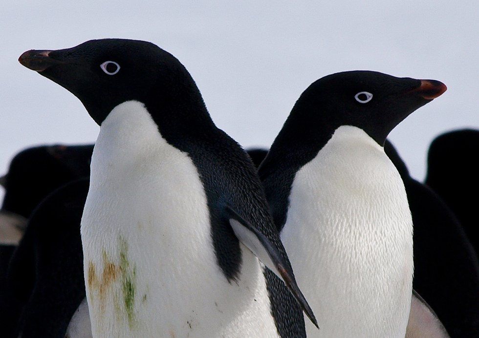penguin at King George IS