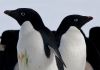 penguin at King George IS