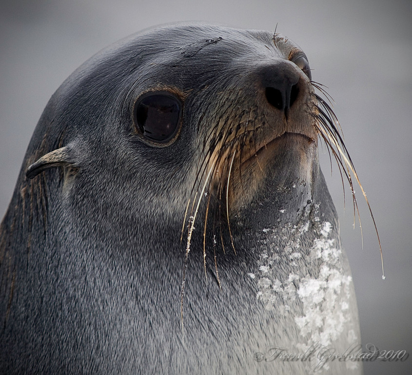 Antarctic Fur Seal