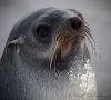 Antarctic Fur Seal by Frank Grebstad